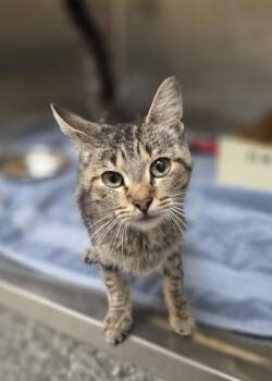 Tuscaloosa -  Domestic Short Hair Cat for Adoption in Westland, Michigan - Tuscaloosa | PetCurious