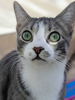 Rescue Domestic Short Hair Cats for Adoption in Youngsville, North Carolina - Yin - Adopt Or Foster To Adopt | PetCurious