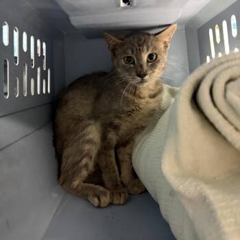 Betty Blender -  Tabby Cat for Adoption in Columbia, South Carolina - Betty Blender | PetCurious