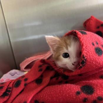 Domestic Short Hair Cats Available for Adoption in Austin, Texas - Apricot | PetCurious