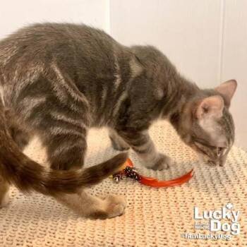 Floyd -  Domestic Short Hair Cat for Adoption in Washington, District Of Columbia - Floyd | PetCurious
