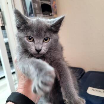 Earl -  Domestic Short Hair Cat Available for Adoption in Belfair, Washington - Earl | PetCurious