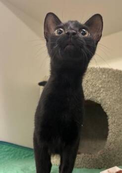 Domestic Medium Hair Cats Available for Adoption in Sugar Land, Texas - AMI | PetCurious