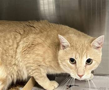 ORIN -  Domestic Short Hair Cat for Adoption in Charlotte, North Carolina - ORIN | PetCurious