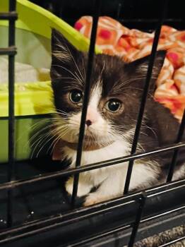 Ringo -  Domestic Short Hair Cat for Adoption in Cloquet, Minnesota - Ringo | PetCurious