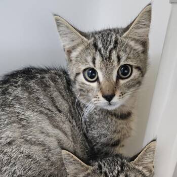 Brownie -  Domestic Short Hair Cat for Adoption in Ridgely, Maryland - Brownie | PetCurious