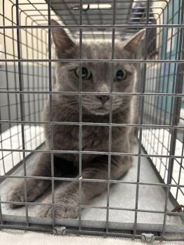 Domestic Short Hair Cats Available for Adoption in Las Vegas, Nevada - NINA 1 | PetCurious