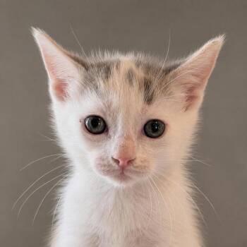 Patroclus -  Domestic Short Hair Cat for Adoption in Austin, Texas - Patroclus | PetCurious