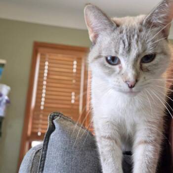 Meringue -  Domestic Short Hair and Siamese Cat for Adoption in Saint Paul, Minnesota - Meringue | PetCurious