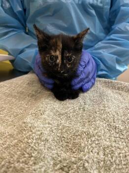 Chisata -  Domestic Short Hair Cat for Adoption in Raleigh, North Carolina - Chisata | PetCurious
