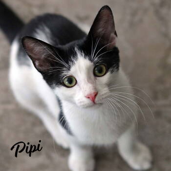 Rescue Tuxedo and Domestic Short Hair Cats for Adoption in Houston, Texas - Pipi #spark-plug-litter | PetCurious