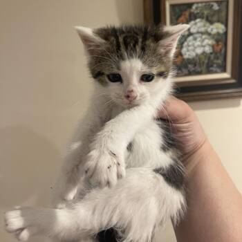 Moe in Springfield, VA -  Domestic Short Hair Cat Available for Adoption - Moe In Springfield, VA | PetCurious