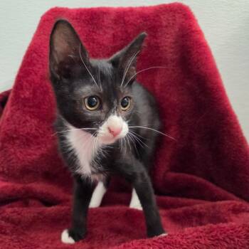 Lillian -  Domestic Short Hair Cat for Adoption in Brea, California - Lillian | PetCurious