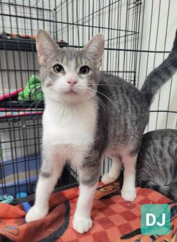 DJ -  Domestic Short Hair Cat for Adoption in Richmond, Indiana - DJ | PetCurious