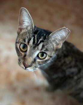 Rescue Tabby Cats for Adoption in Boca Raton, Florida - Fudgey | PetCurious