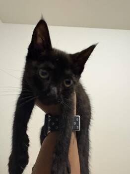 Basil -  Domestic Short Hair Cat for Adoption in Emerald Isle, North Carolina - Basil | PetCurious