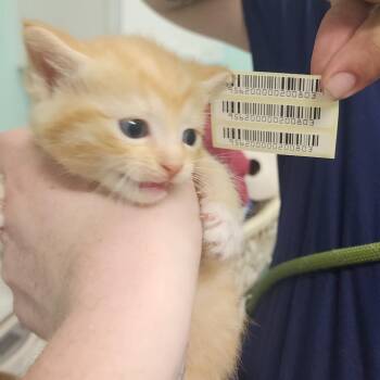 Charlie -  Domestic Short Hair Cat for Adoption in Charleston, West Virginia - Charlie | PetCurious