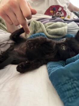 Fork -  Domestic Short Hair Cat for Adoption in Wheaton, Illinois - Fork | PetCurious