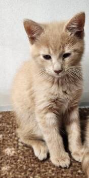 American Shorthair Cats Available for Adoption in Van Wert, Ohio - Loch Lomond | PetCurious