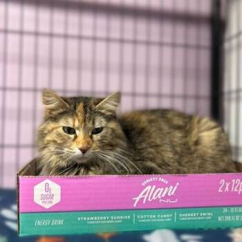 Domestic Long Hair Cats Available for Adoption in Davenport, Iowa - Wagon Wheel Watusi | PetCurious