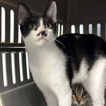 Rescue Domestic Short Hair Cats for Adoption in Washington, District Of Columbia - William | PetCurious