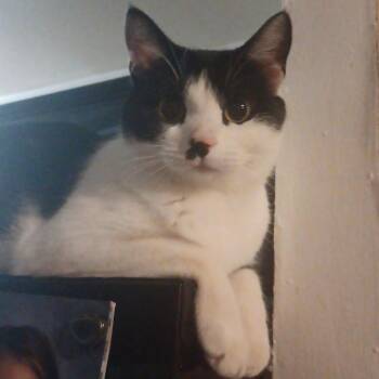 Domestic Short Hair Cats Available for Adoption in Layton, Utah - Molly | PetCurious