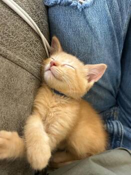 Cinna -  Tabby Cat for Adoption in Albuquerque, New Mexico - Cinna | PetCurious