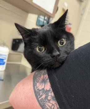 Molly -  Domestic Short Hair Cat for Adoption in Fishers, Indiana - Molly | PetCurious