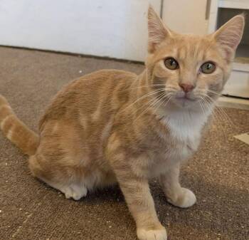 Domestic Short Hair Cats Available for Adoption - Cosmo, Addie, & Sky - CCC | PetCurious