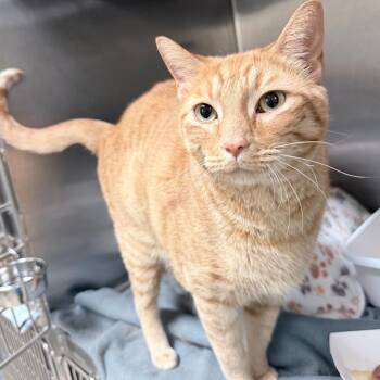 Domestic Short Hair Cats Available for Adoption in Titusville, Florida - Baker | PetCurious