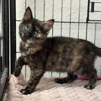 Domestic Short Hair Cats Available for Adoption in Long Beach, California - Electron | PetCurious