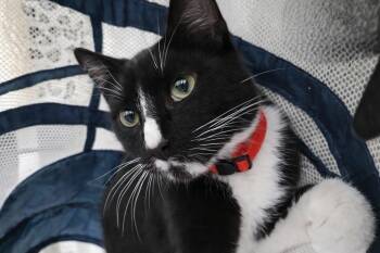 Ted -  Domestic Short Hair Cat for Adoption in Morganton, North Carolina - Ted | PetCurious