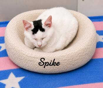 Spike -  Domestic Long Hair Cat for Adoption in Naugatuck, Connecticut - Spike | PetCurious