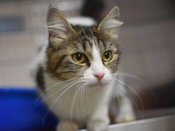 Domestic Medium Hair Cats Available for Adoption - August | PetCurious