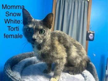 Domestic Short Hair Cats Available for Adoption - Snow White | PetCurious