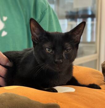 Valerie -  Domestic Short Hair Cat for Adoption in Slidell, Louisiana - Valerie | PetCurious