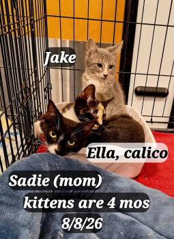 Jake, Ella and Sadie -  American Shorthair Cat for Adoption in Staunton, Virginia - Jake, Ella And Sadie | PetCurious