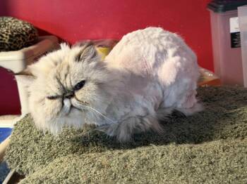Himalayan Cats Available for Adoption - Missy- Declaw | PetCurious