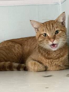 GUPPY -  Tabby Cat for Adoption in Chicago, Illinois - GUPPY | PetCurious