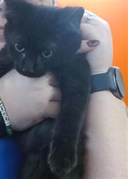 Domestic Short Hair Cats Available for Adoption - MARTIN L KING | PetCurious