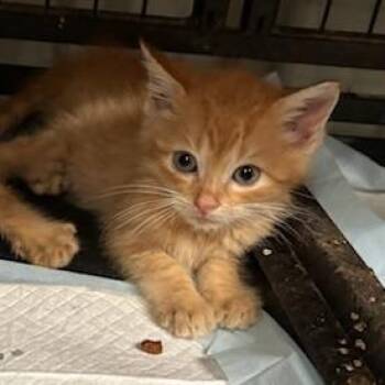 Chipotle -  Domestic Medium Hair Cat for Adoption in Durant, Oklahoma - Chipotle | PetCurious