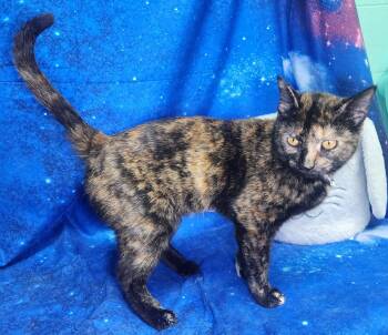Domestic Short Hair Cats Available for Adoption in Wetumpka, Alabama - 260149  Millicent | PetCurious