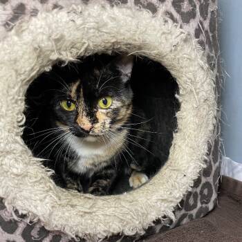 Rescue Domestic Short Hair Cats for Adoption in Roanoke, Virginia - Coco | PetCurious