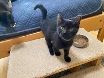 Domestic Short Hair Cats Available for Adoption - Bull Dozer | PetCurious