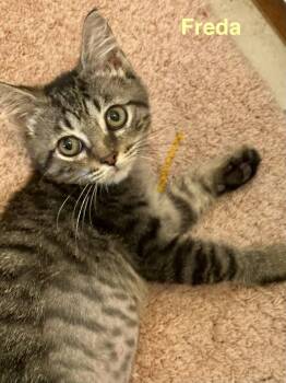 Freda -  Domestic Short Hair Cat for Adoption in Zephyrhills, Florida - Freda | PetCurious