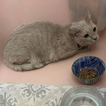 Domestic Short Hair Cats Available for Adoption in New York, New York - Johnny Boy | PetCurious