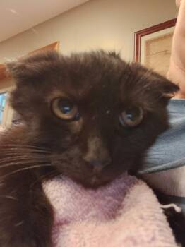 Boo -  Domestic Long Hair Cat for Adoption in Lewis Center, Ohio - Boo | PetCurious