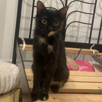 Aryna -  Domestic Short Hair Cat for Adoption in Wheeling, Illinois - Aryna | PetCurious