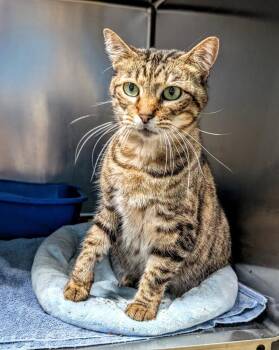 Domestic Medium Hair Cats Available for Adoption in Ellijay, Georgia - Krissy | PetCurious