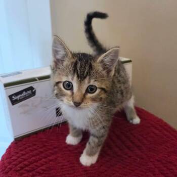 Pooky -  Domestic Short Hair Cat for Adoption in Holiday Hills, Illinois - Pooky | PetCurious